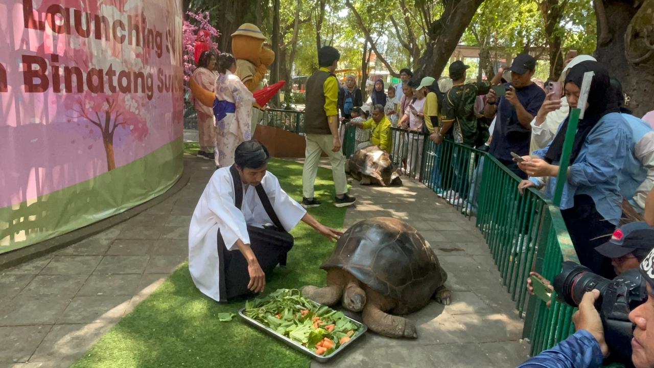 KBS Miliki Kura-Kura Aldabra Pertama, Diresmikan Pas Momentum HUT ke-110