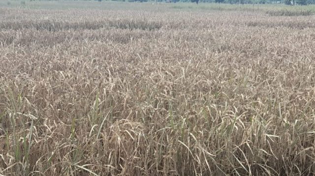 Gagal Panen Mengancam, Ini Langkah Darurat Pemprov Jatim