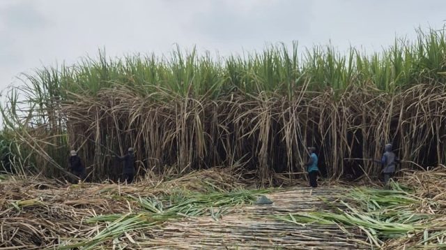 SGN Mulai Tebang Perdana Tebu Varietas Unggul SGN 01 di Kediri