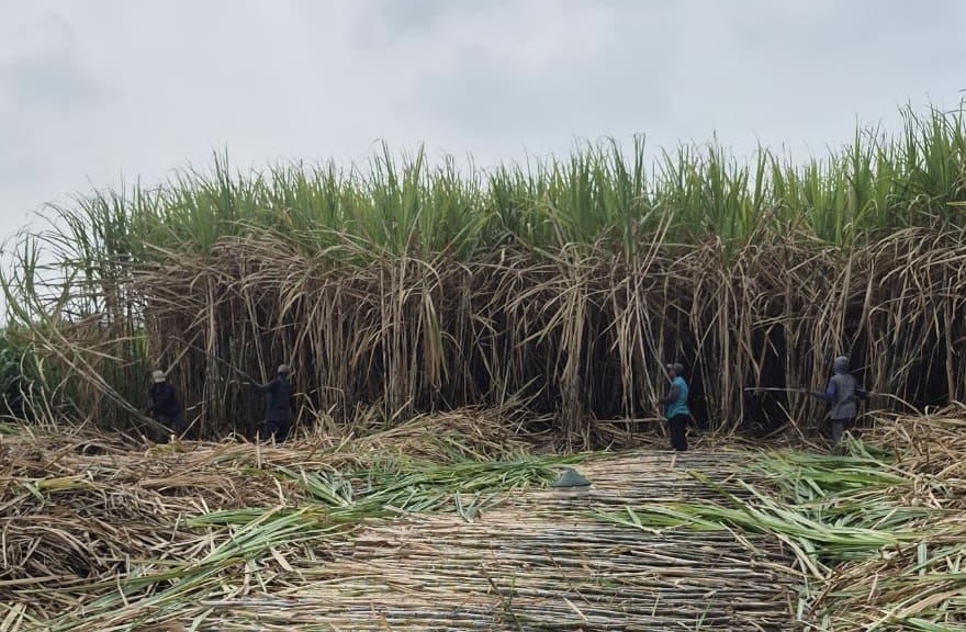 SGN Mulai Tebang Perdana Tebu Varietas Unggul SGN 01 di Kediri