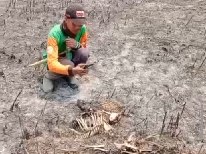 Kebakaran Hutan TNBTS Ancam Satwa Liar, Teledu Mati hingga Jejak Macan Tutul Ditemukan