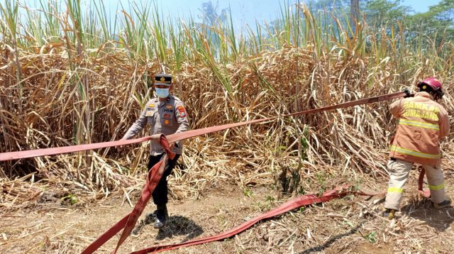 Hendak Padamkan Api Sisa Panen Tebu, Petani di Lumajang Terbakar 90 Persen