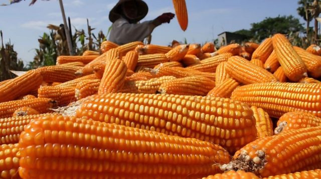 Ancaman Kemarau, Pemerintah Guyur Tambahan 150 Ribu Ton Jagung untuk Peternak UMKM