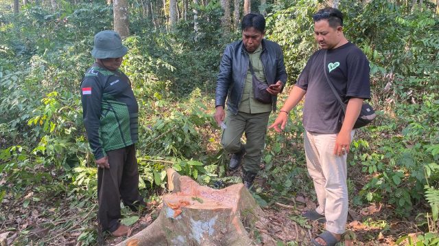 Dua Warga Kepergok Tebang Pohon di Hutan Produksi Lumajang, Diamankan Polisi