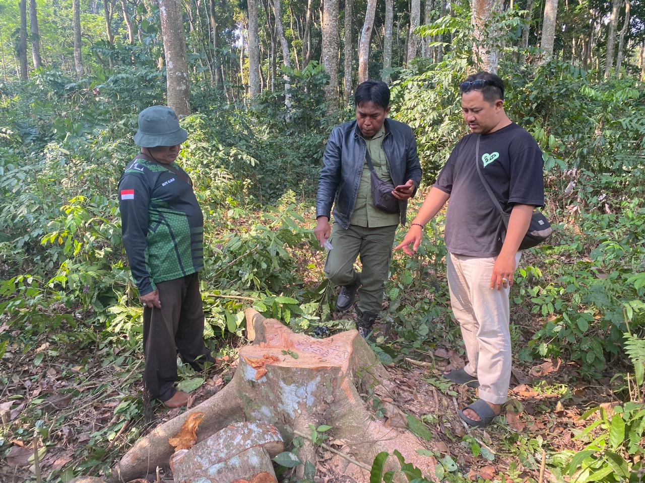 Dua Warga Kepergok Tebang Pohon di Hutan Produksi Lumajang, Diamankan Polisi