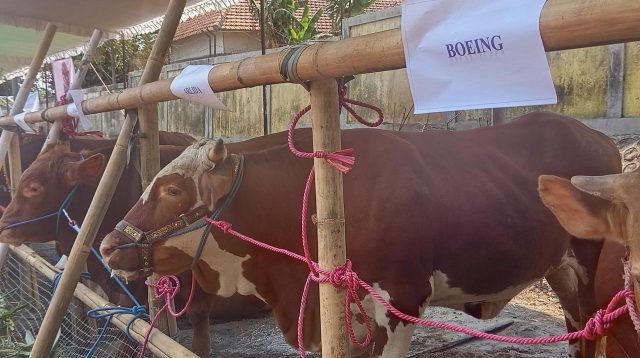 Ratusan Ternak Meriahkan Kontes Lumajang 2026, Sapi Ekstrem dari Kediri hingga Malang
