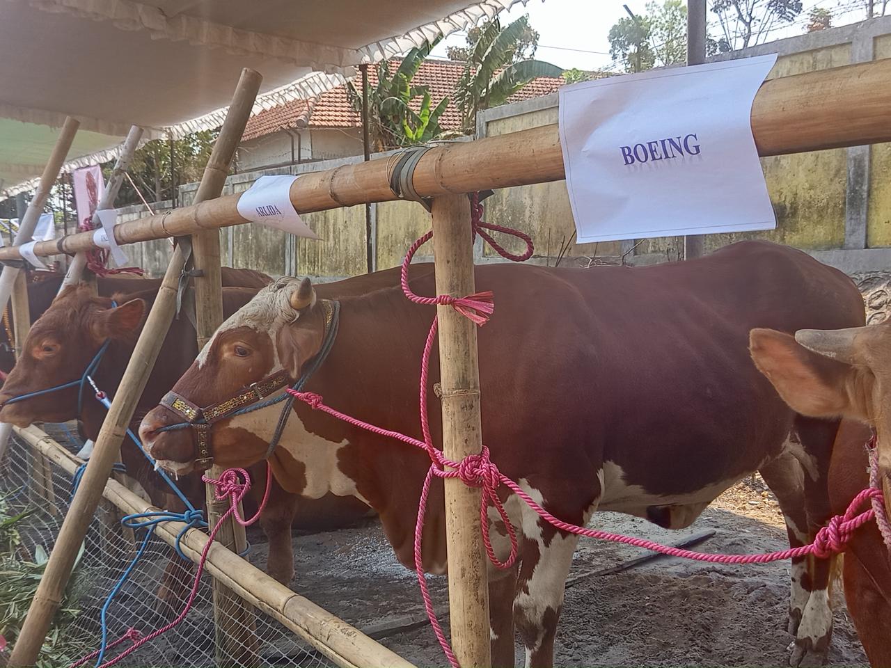 Ratusan Ternak Meriahkan Kontes Lumajang 2026, Sapi Ekstrem dari Kediri hingga Malang
