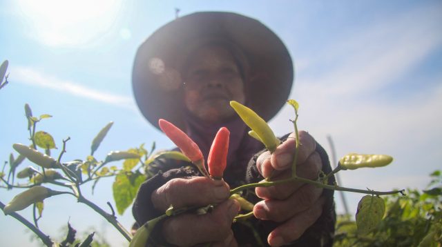 Dampak El Nino, Harga Cabai Rawit Merah di Lumajang Tembus Rp75 Ribu