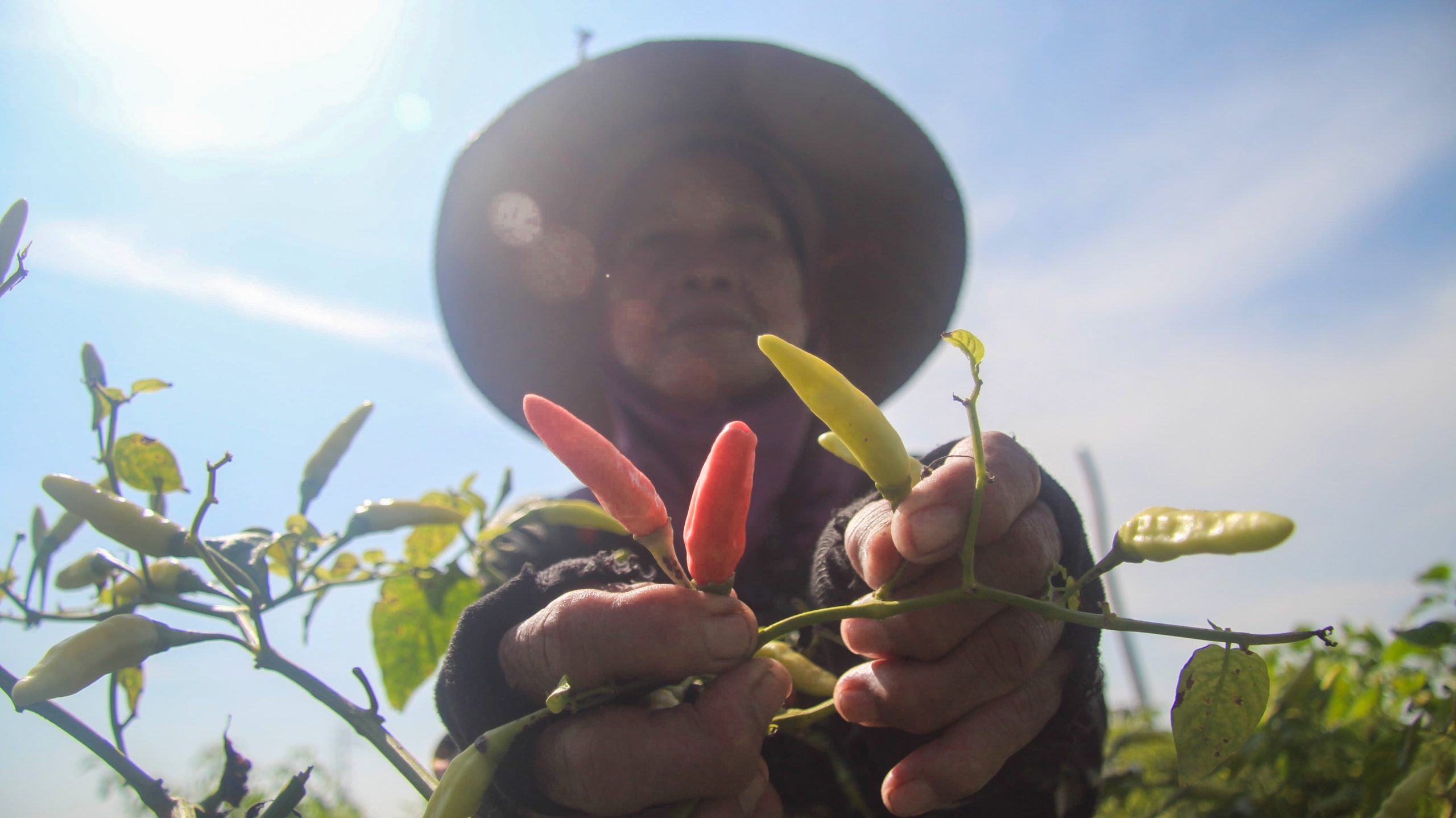 Dampak El Nino, Harga Cabai Rawit Merah di Lumajang Tembus Rp75 Ribu